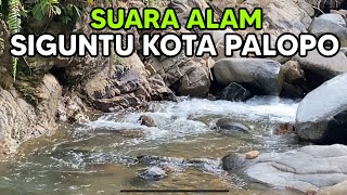 Download Lagu Suara Alam SIGUNTU Kota Palopo MP3 Download Lagu Suara Alam SIGUNTU Kota Palopo MP3