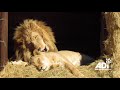 Rescued lion tarzan loves his tanya