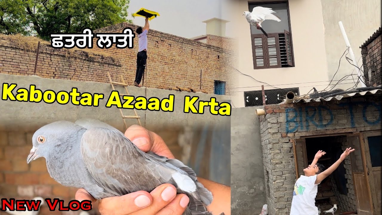 ਅੱਜ ਛੱਤਰੀ ਲਾਤੀ ਮਿੱਤਰੋ🕊️❤️ || Kirat ਨੇ ਕਬੂਤਰ ਉਡਦਾ ਤਾ🕊️ || #pigeon #petsvlog #kabootar