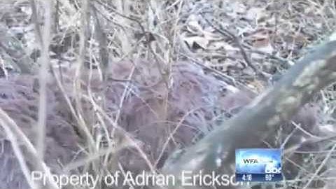 Sasquatch Genome Project