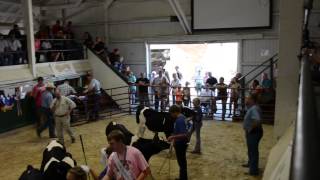 Canfield Fair 2014