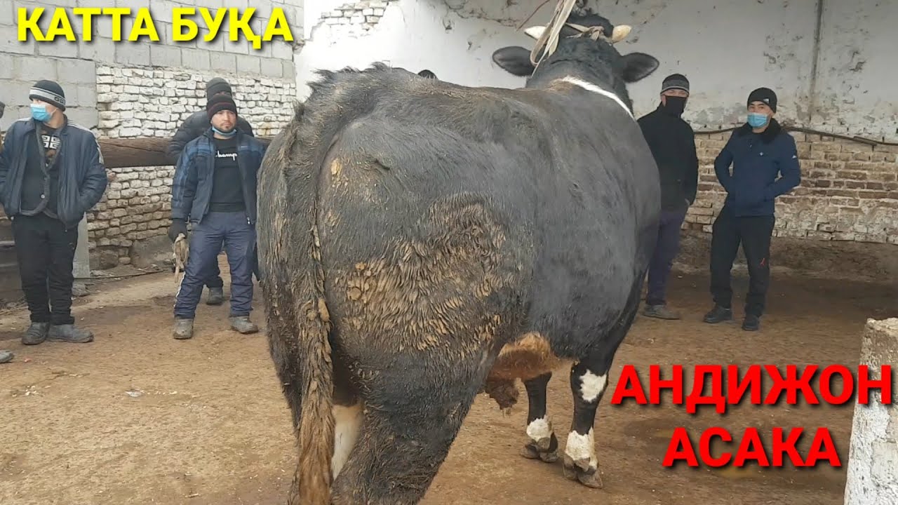 Лачетти нархлари узбекистонда