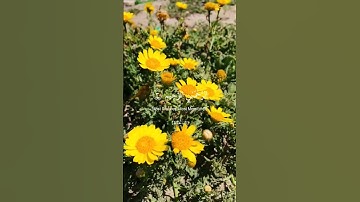 سورة الفاتحة 💙 - الشيخ طارق محمد