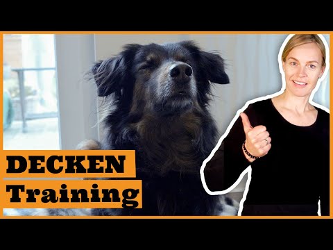 Video: 15 Trainingstipps, damit Ihr Hund auf Befehl zu Ihnen kommt