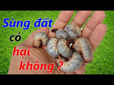 Video: Burning Sage có an toàn cho mèo không?