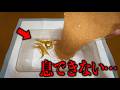 トカゲを砂で生き埋めにした結果がヤバすぎた...