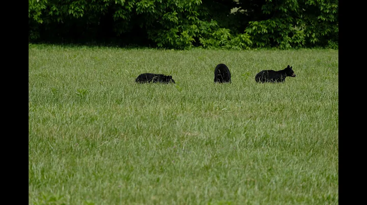 Bears in the field at Cades Cove