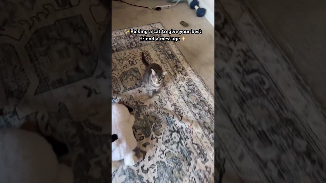 Picking a cat