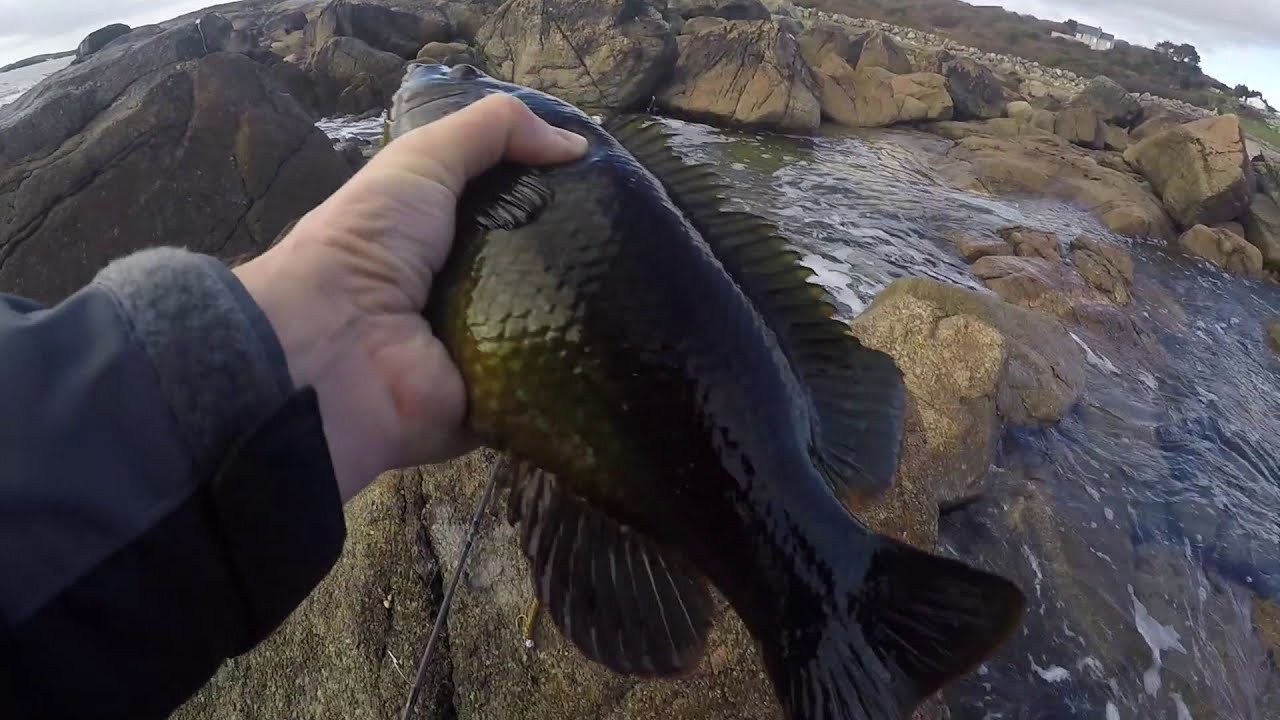 October 2018 Wrasse Fishing On The Bait Breath Bugsy Galway Bay