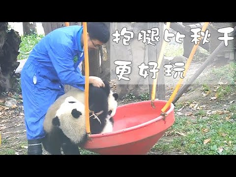 《熊貓早晚安》抱腿比秋千更好玩 | iPanda熊貓頻道