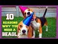 Top 10 Funny Beagle Facts You need To Know : Funny Beagles Louie &amp; Marie