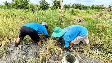 Săn Bắt Cá Bắt Chuột Theo Máy Cắt Phát Hiện Đường Nước Giữa Ruộng Và Cái Kết P.1/NGÃ NĂM TV