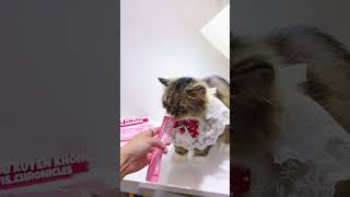 Miro xây kênh để có pate ăn mỗi ngày #nguoimoixaykenh #xaykenhtiktok #xaykenhtiktoktrieufollow