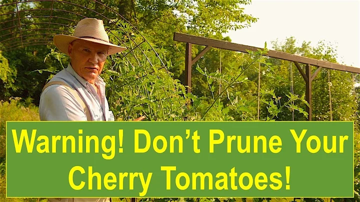 Warning! Don't Prune Your Cherry Tomatoes! (NOT) Pruning Tomato Plants for Maximum Yield!