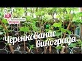 Черенкование винограда #urozhainye_gryadki