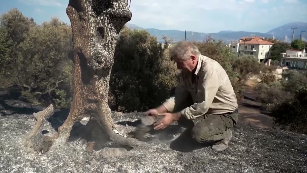 Olive growing brothers lose 150-year-old grove to wildfire | REUTERS