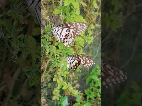 วีดีโอ: Nymphalidae ผีเสื้อ: ลักษณะทั่วไป คำอธิบาย ช่วง ประเภทของอาหาร