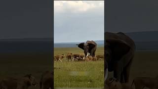 Lions hunted mother elephant's newborn baby. | Lions Hunt Elephant's Newborn Baby #shorts​ #lion