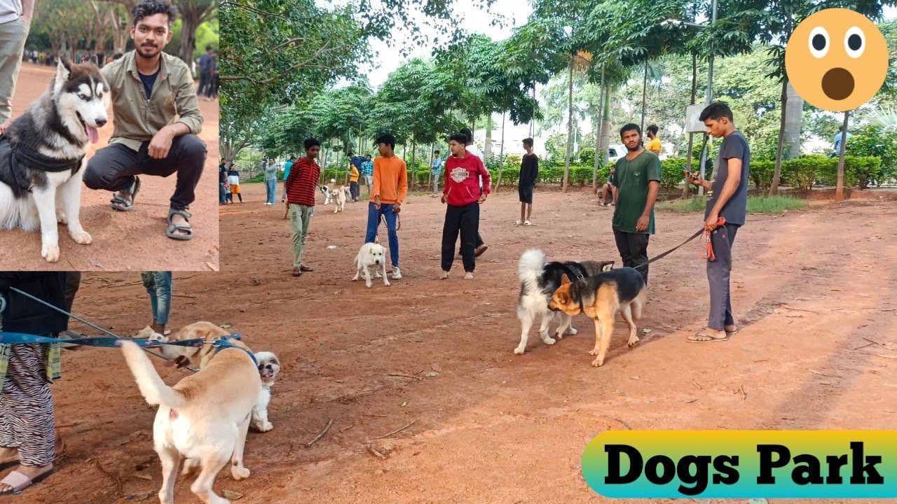Discover 124+ necklace road dog park super hot songngunhatanh.edu.vn