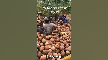 mô hình giảm nghèo bền vững ở miền Tây: trồng dừa xiêm lùn siêu trái