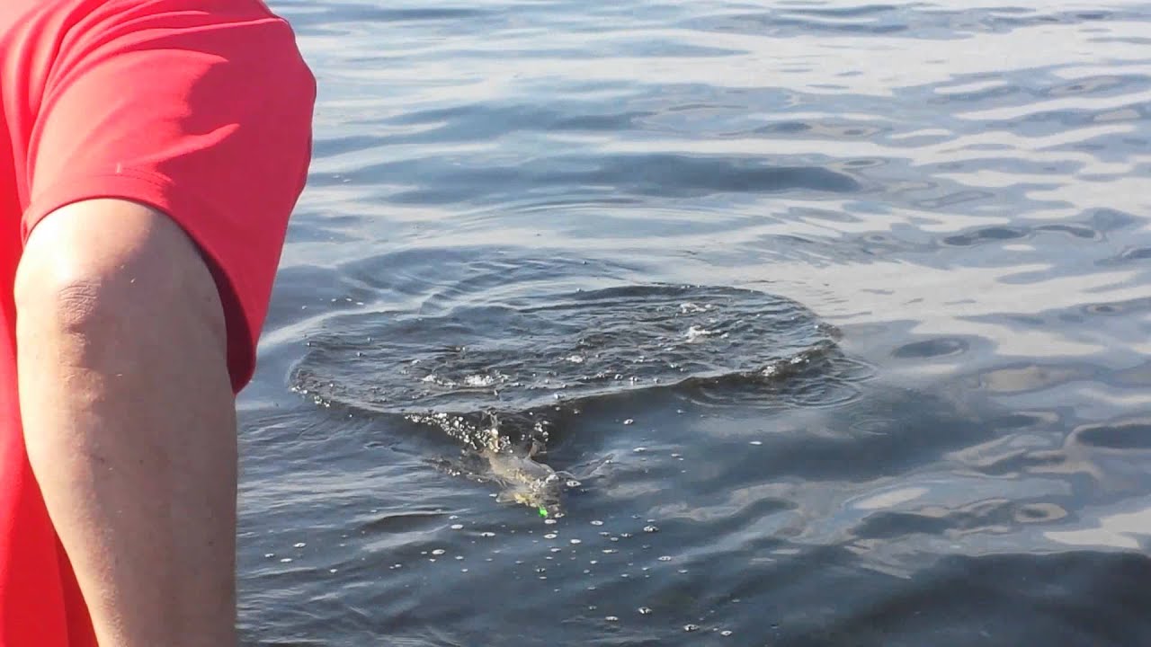 Keeper Walleye fishing