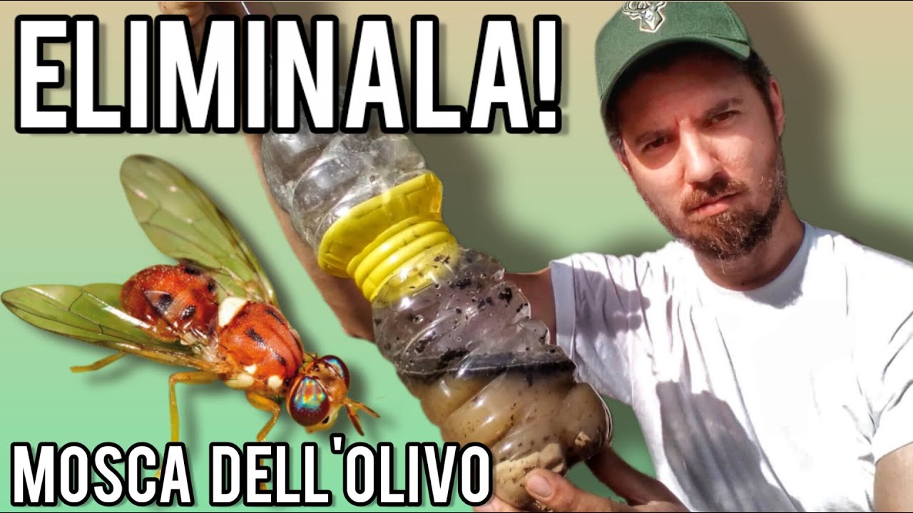 Mosca dell'Olivo: eliminala senza veleni con questa fantastica trappola!