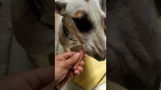 Bull Terrier Miniatura Morning,