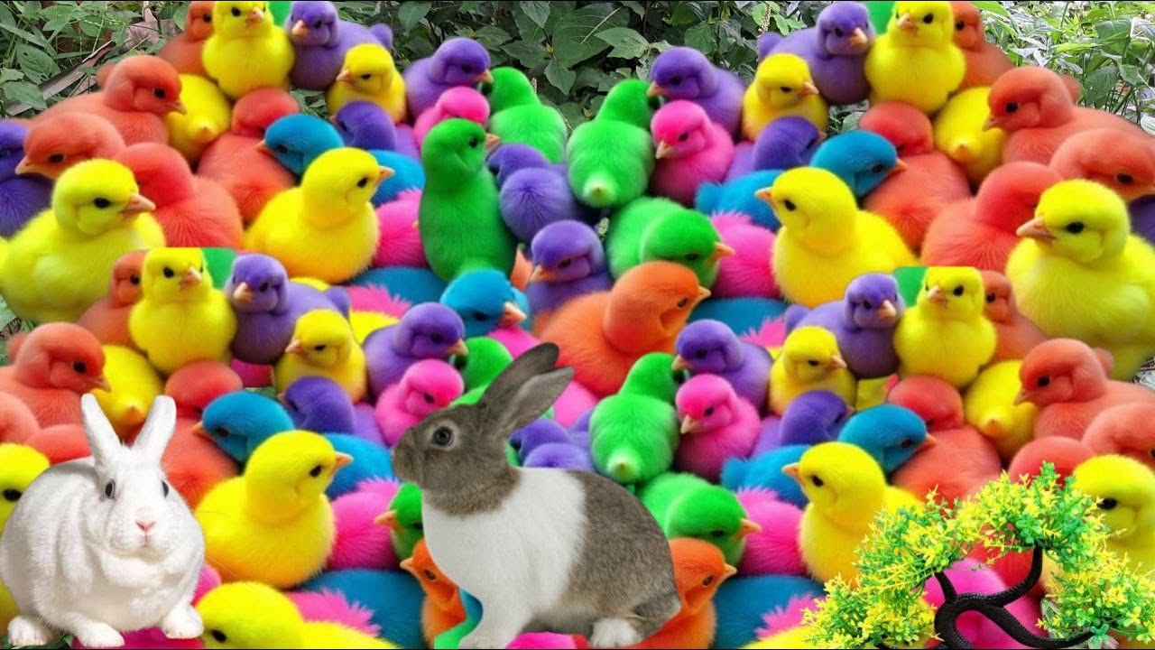 Ayam rainbow lucu,ayam warna warni gokil,Bebek & Kelinci Lucu terbaru