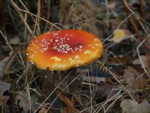 Video: Populære Spiselige Svampe. Foto, Titel Og Beskrivelse