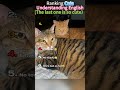 #ranking #cats #understanding #english