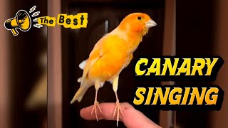 Download Lagu CANARY Bird singing - Best Training Video MP3