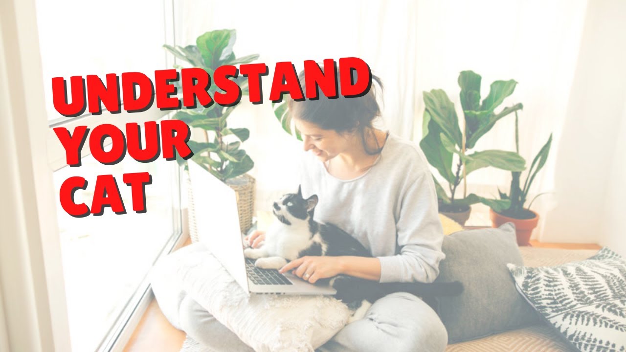 Do You Need A Feline Behaviorist? Two Crazy Cat Ladies YouTube