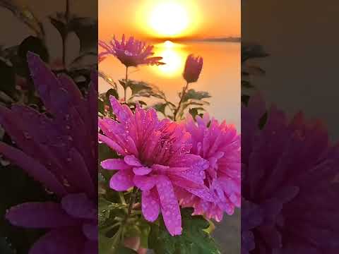 Flowers status!! flower status!! love status❤!! whatsApp status!! #short