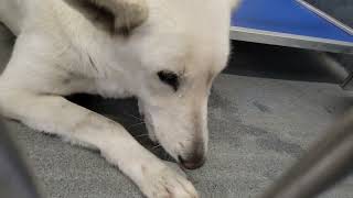 acs A663182