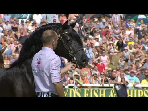 Video: Kůň Plemene Welsh Cob, Hypoalergenní, Zdraví A životnost