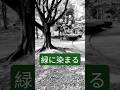 5月の公園は、若葉が萌えていました。身も心も、緑一色に染まってしまいそうです。#癒し #安らぎ #新緑