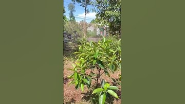 Lớn tuổi ở một mình kham không nổi nên đành bán mảnh vườn cây ăn trái tuyệt đẹp #shorts