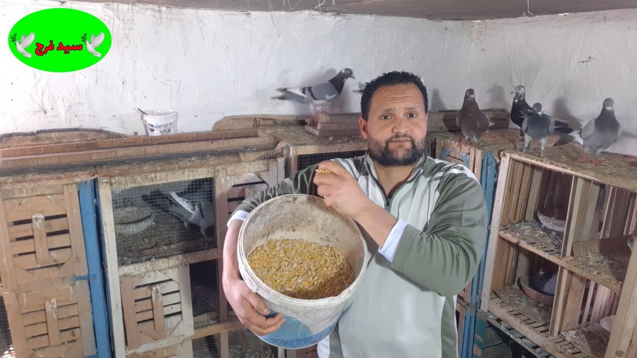 طريقه عمل#ارخص كلفه واكل#للحمام سعر ٦ جنيه للكيلو وكمان#بتسمن#الزغاليل Providing bird food