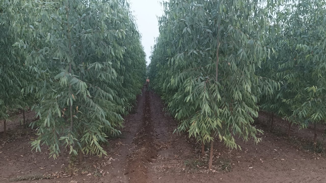 Clone Safeda दूरी क्या रखें, लाइन से लाइन के बीच, पौधे से पौधे के बीच What is distance between Clone