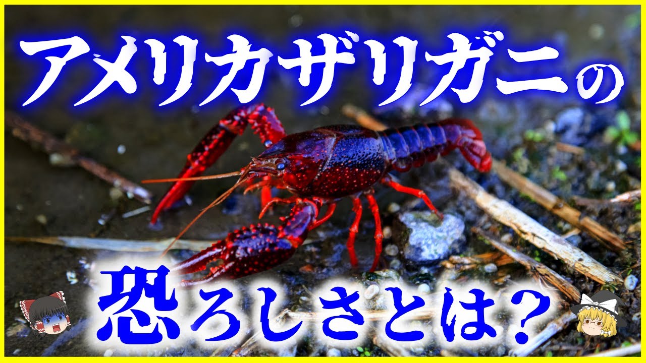 【ゆっくり解説】特定外来生物へ…⁉「アメリカザリガニ」の恐ろしさとは？を解説/飼えなくなるの？何故規制されるのか…最凶外来種の生態と繁殖力 ...