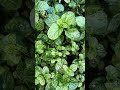 Mint(pudina) plants in my backyard#short vedio#gardening