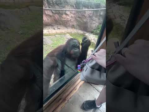 Incredibly intelligent orangutan asks visitor to share gummy snacks