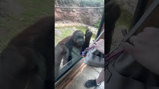 Incredibly intelligent orangutan asks visitor to share gummy snacks screenshot 1