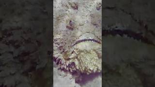 Stone fish.  #underwater #tropical #snorkeling #vitaliy6447 #stonefish #animals #shorts #sea