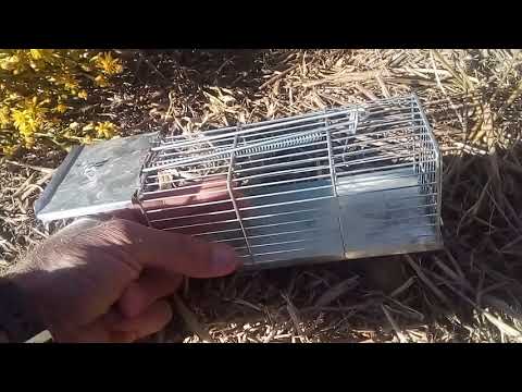 Video: La migliore esca per topi in una trappola per topi