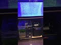 東京都港区新橋 飲食店 海水魚水槽レンタル *活魚