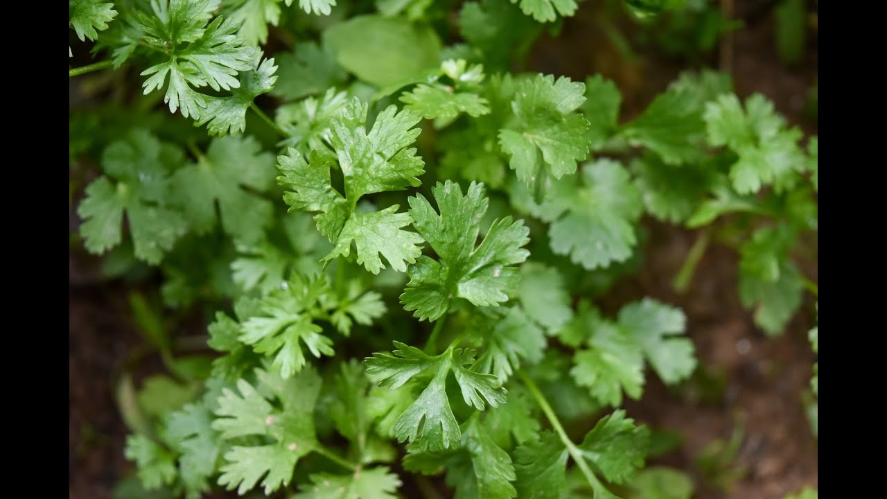 A bunch of parsley is always too much to use up before it wilts. Don't