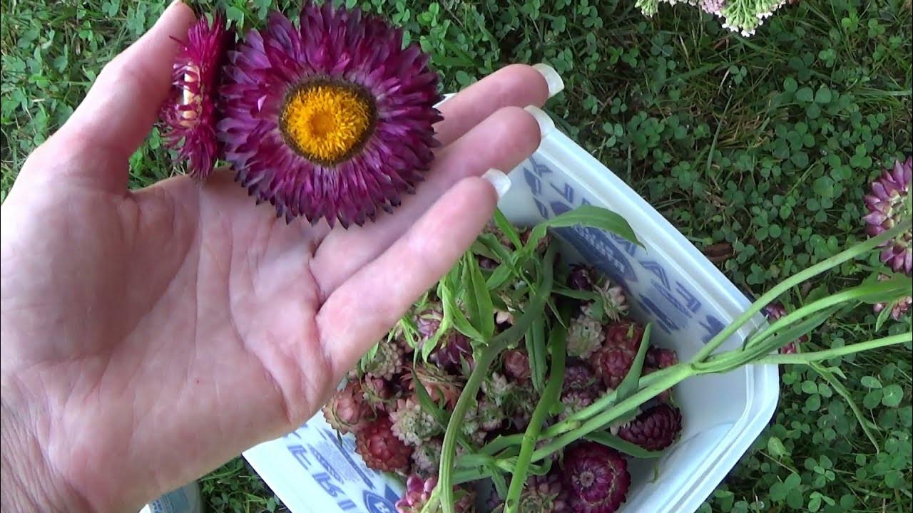 Strawflower Harvest, How To Harvest Strawflowers, Strawflower Growing