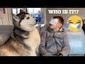 Will My Kids Spot The Difference Between Our Huskies Blindfolded Challenge!! [BEST REACTIONS EVERR!]