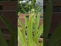 엔시크리아 프리스마토카품 Encyclia prismatocarpum